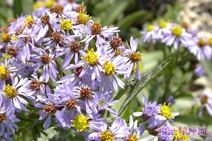 花语:欧洲浦菊,生日花语友情