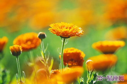 花语:金盏花,生日花语忍耐