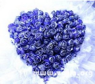 蓝色妖姬的花语