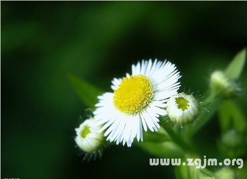雏菊的花语