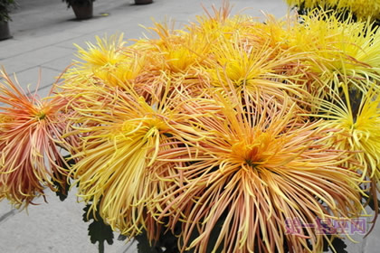 花语大全：鳞托菊的花语是什么？