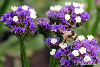 补血草的花语：依偎、永远相随