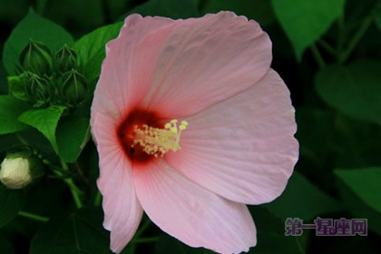 不常见的花：芙蓉葵的花语是什么？