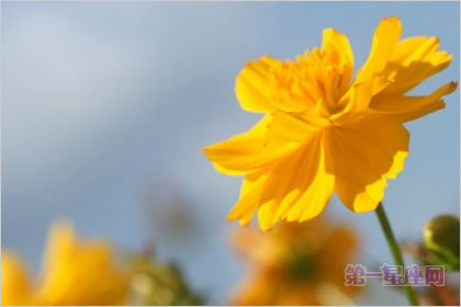 4月22日花语：袋草，生日花语幼稚