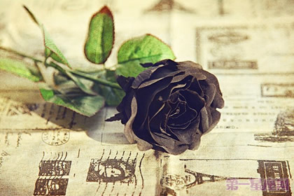 黑玫瑰花语：爱情的另类表述