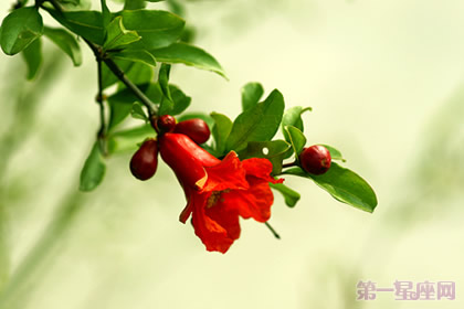 石榴花花语是什么？