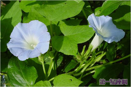 月光花花语：永远的爱