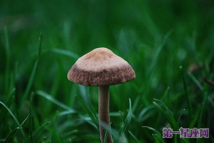 9月5日花语：野磨菇，生日花语丰收