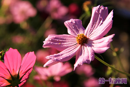 十月的花语是什么？大波斯菊