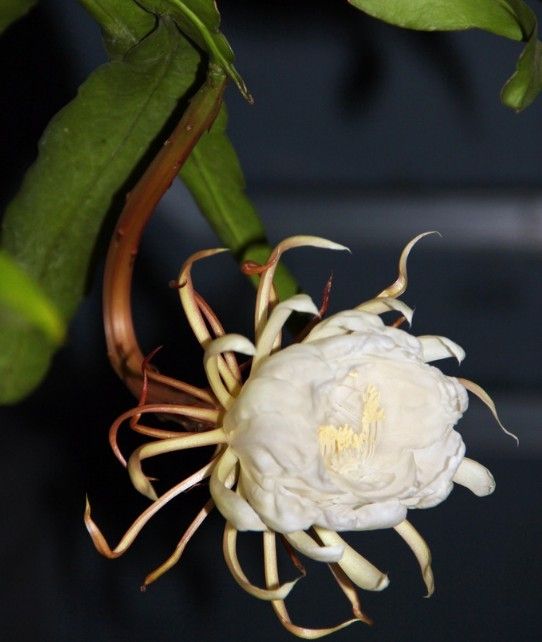 昙花的花语是什么？