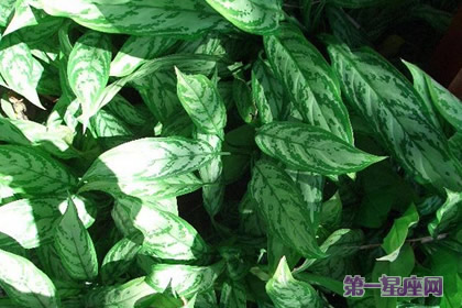 银皇后的花语和象征代表意义:仰慕