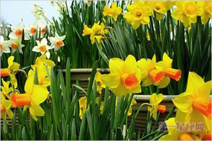 5月11日花语：黄日光兰，生日花语野生