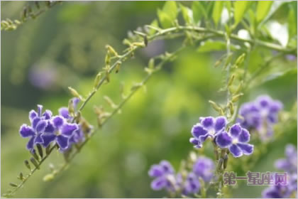 5月21日花语：知更草，生日花语婚姻