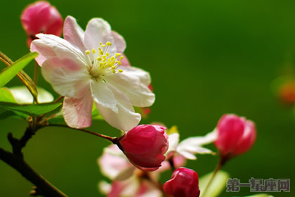 西府海棠的花语真的是单恋吗?