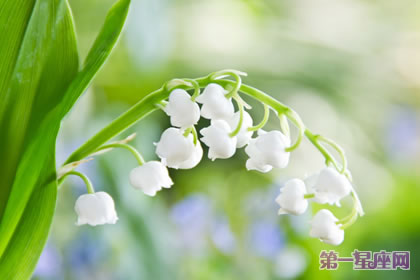 花语传说：风铃草的花语与传说