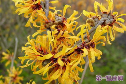 花语大全:金缕梅的花语是什么?