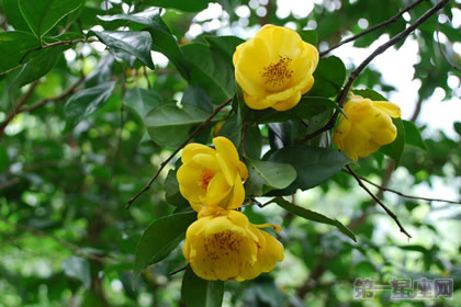 金茶花的花语是什么?