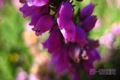 3月11日花语:康沃尔石南,生日花语万能