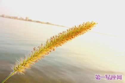 生日花语：猫尾草的花语