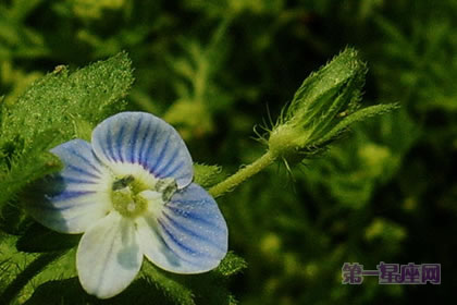 3月10日花语:弹指婆婆纳,生日花语除厄