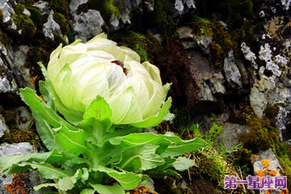 花语传说：雪莲花的花语及传说 