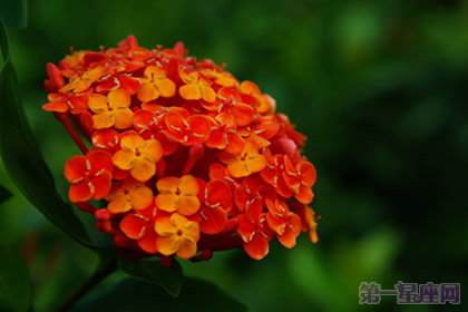 缅甸的国花龙船花