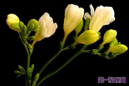 晚香玉花语:幸福、美好