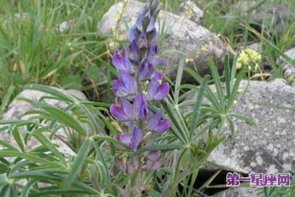 7月24日花语:窄叶羽扇豆,生日花语影响