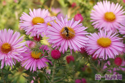花语:米迦勒雏菊,生日花语统率力