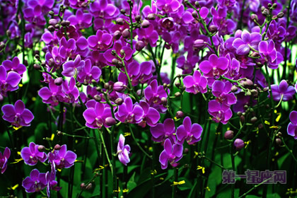 蝴蝶兰花语：教你辨认蝴蝶兰的品种