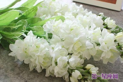 白色紫罗兰花语