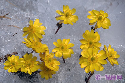 冰凌花的花语：无私的爱、勇敢的爱