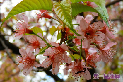 花语：冬樱花，生日花语悸动
