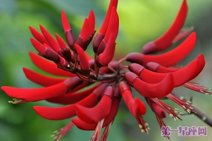 象牙红的花语：荣耀